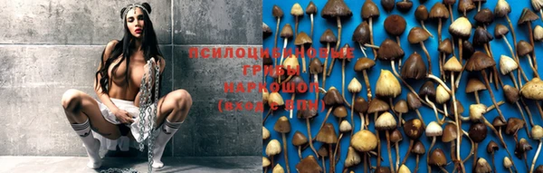 крисы Михайловск
