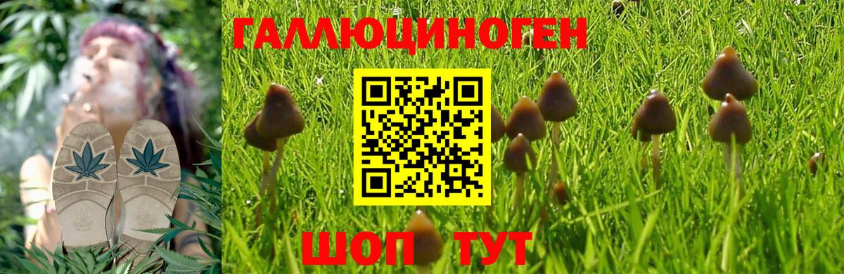 Псилоцибиновые грибы мицелий Кстово